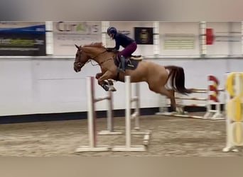 Don, Castrone, 10 Anni, 165 cm, Sauro