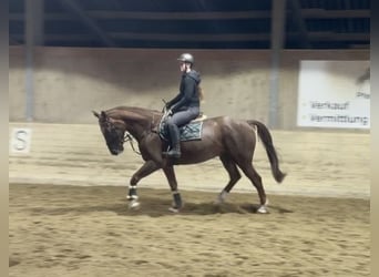 Don, Castrone, 10 Anni, 165 cm, Sauro