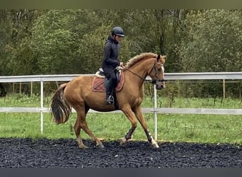 Don, Castrone, 3 Anni, 155 cm, Sauro scuro