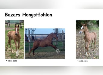 Don-häst, Hingst, 15 år, 160 cm, fux
