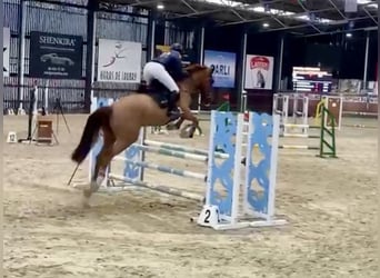 Don Horse, Gelding, 10 years, 16 hh, Chestnut-Red