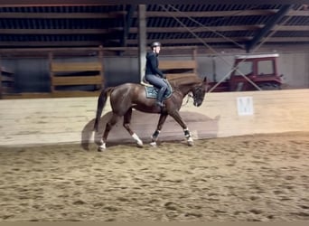 Don Horse, Gelding, 10 years, 16 hh, Chestnut-Red