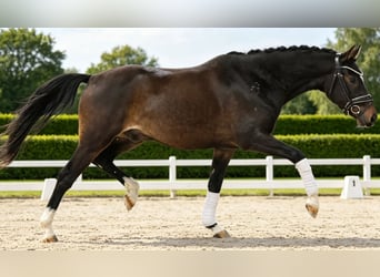 Don Horse, Gelding, 4 years, 14.1 hh, Brown