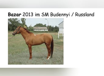 Don Horse, Stallion, 15 years, 15.2 hh, Chestnut-Red