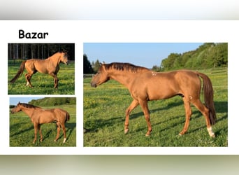 Don Horse, Stallion, 15 years, 15.2 hh, Chestnut-Red
