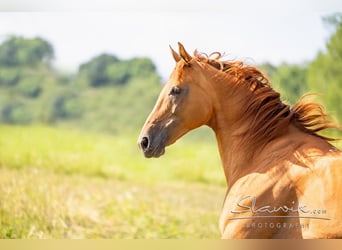 Don Horse, Stallion, Foal (04/2023), 15.2 hh, Chestnut-Red