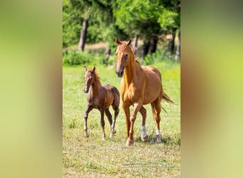 Don Horse, Stallion, Foal (04/2023), 15.2 hh, Chestnut-Red
