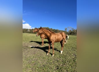 Don Horse, Stallion, Foal (04/2023), 15.2 hh, Chestnut-Red