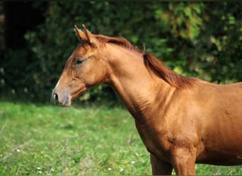 Don Horse, Stallion, Foal (04/2023), 15.2 hh, Chestnut-Red