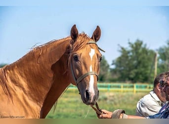 Don Horse, Stallion, Foal (04/2023), 15.2 hh, Chestnut-Red