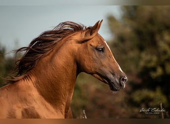 Don Horse, Stallion, Foal (04/2023), 15.2 hh, Chestnut-Red