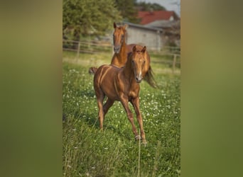 Don Horse, Stallion, Foal (04/2023), 15.2 hh, Chestnut-Red