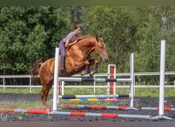 Don - Paard, Merrie, 6 Jaar, 159 cm, Donkere-vos