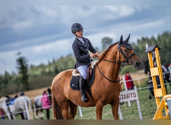 Don - Paard, Merrie, 6 Jaar, 159 cm, Donkere-vos