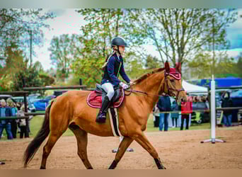 Don - Paard, Merrie, 6 Jaar, 159 cm, Donkere-vos