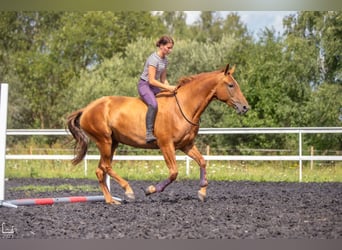 Don - Paard, Merrie, 6 Jaar, 159 cm, Donkere-vos