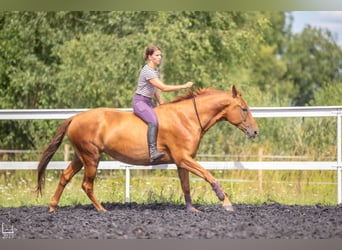 Don - Paard, Merrie, 6 Jaar, 159 cm, Donkere-vos