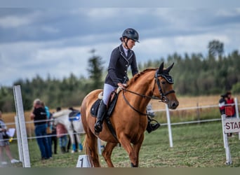 Don - Paard, Merrie, 6 Jaar, 159 cm, Donkere-vos