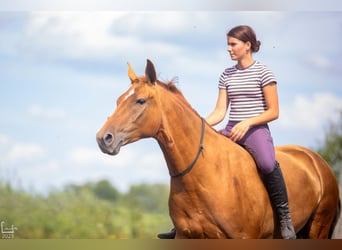 Don - Paard, Merrie, 6 Jaar, 159 cm, Donkere-vos