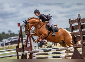 Don - Paard, Merrie, 6 Jaar, 159 cm, Donkere-vos