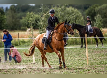 Don - Paard, Merrie, 6 Jaar, 159 cm, Donkere-vos