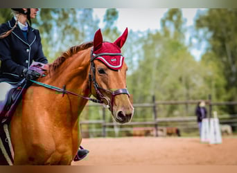 Don - Paard, Merrie, 6 Jaar, 159 cm, Donkere-vos