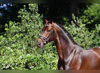 Oldenburg, Stallion, 8 years, 16.1 hh, Bay-Dark