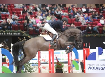 Zangersheide, Hengst, 8 Jaar, 170 cm, Zwartbruin