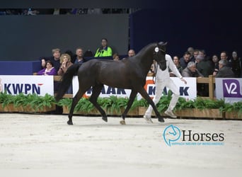 Zangersheide, Hengst, 8 Jaar, 170 cm, Zwartbruin