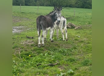 Donkey, Gelding, 10 years, 10.1 hh, Brown