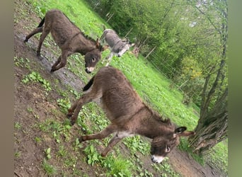 Donkey, Gelding, 10 years, 10.1 hh, Brown