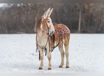 Donkey, Gelding, 10 years, 14.1 hh, Roan-Red