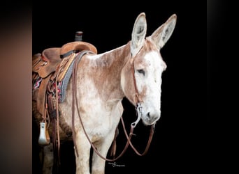 Donkey, Gelding, 10 years, 14.1 hh, Roan-Red