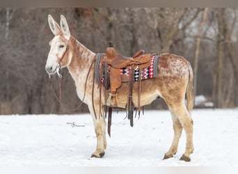 Donkey, Gelding, 10 years, 14,1 hh, Roan-Red