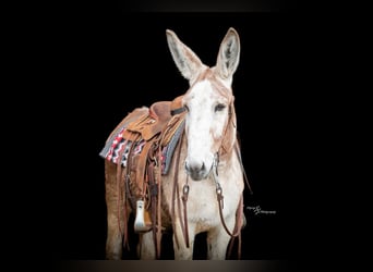Donkey, Gelding, 10 years, 14,1 hh, Roan-Red