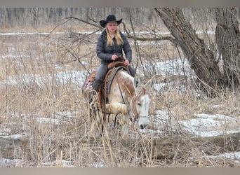 Donkey, Gelding, 10 years, 14,1 hh, Roan-Red