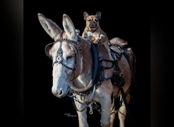 Donkey, Gelding, 10 years, 14,1 hh, Roan-Red