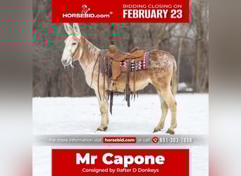 Donkey, Gelding, 10 years, 14,1 hh, Roan-Red