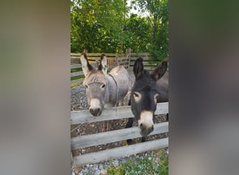 Donkey, Gelding, 10 years, 9.2 hh, Dun