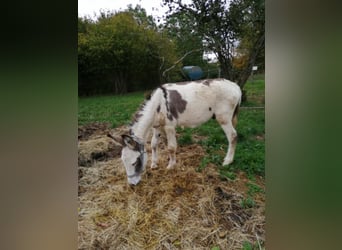 Donkey, Gelding, 11 years, 10,1 hh, Brown