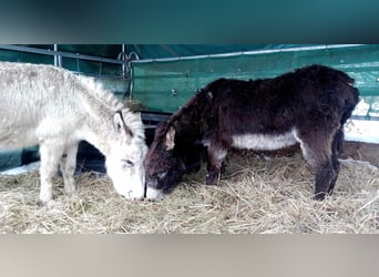 Donkey, Gelding, 11 years, 10,1 hh, Brown