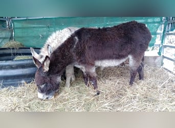 Donkey, Gelding, 11 years, 10,1 hh, Brown