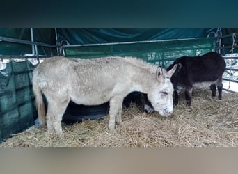 Donkey, Gelding, 11 years, 10,1 hh, Brown