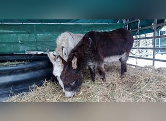 Donkey, Gelding, 11 years, 10,1 hh, Brown