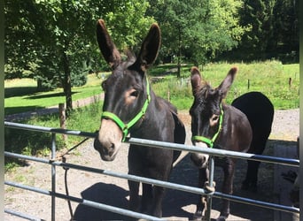 Donkey, Gelding, 11 years, 14.2 hh, Brown