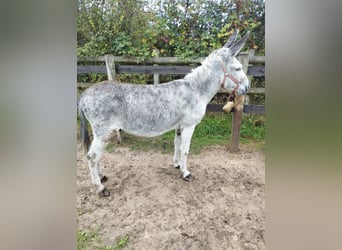 Esel, Wallach, 12 Jahre, 12,1 hh, Fliegenschimmel