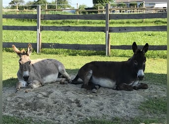 Donkey, Gelding, 18 years, 10,1 hh, Brown-Light
