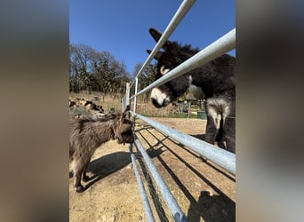 Donkey, Gelding, 1 year, 6 hh, Brown Falb mold