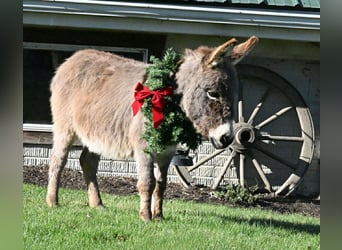 Donkey, Gelding, 2 years, 7.2 hh, Gray