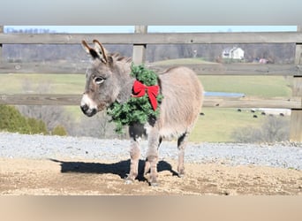 Donkey, Gelding, 2 years, 7.2 hh, Gray